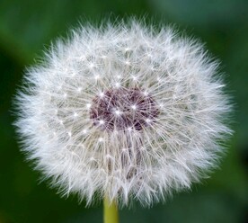 蒲公英