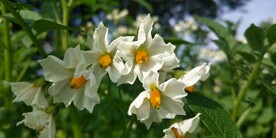 阳芋土豆花