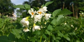 阳芋土豆花