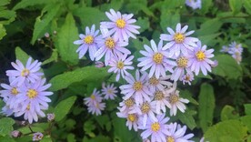 野花 花