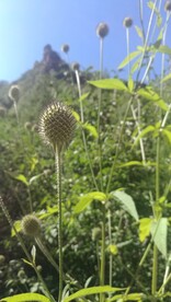果实 绿植