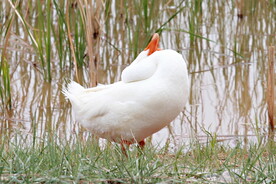 鸭子