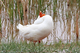 鸭子