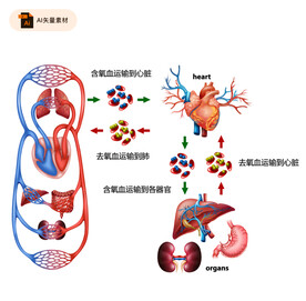 血液循环图