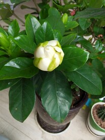 栀子花