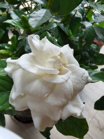 栀子花