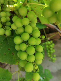 绿葡萄