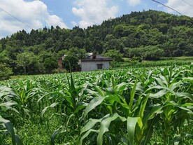 玉米地