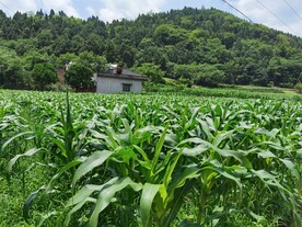 玉米地