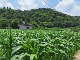 玉米地