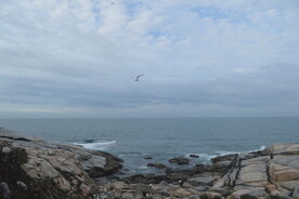 海鸥听涛