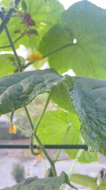 雨露黄瓜叶片