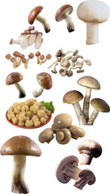 高清免扣蘑菇素材