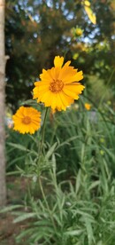 波斯菊