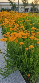 金鸡菊