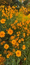 波斯菊 