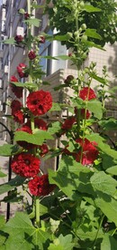 端午花
