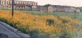 金鸡菊