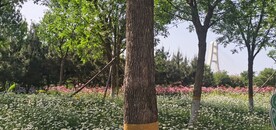 波斯菊