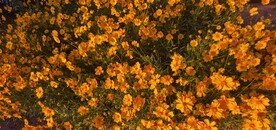 金鸡菊