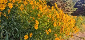 波斯菊