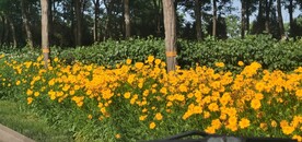 波斯菊