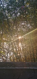 竹林余晖