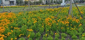 金鸡菊