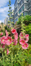 端午花
