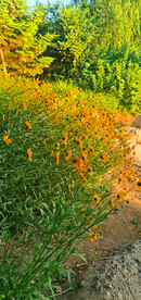 金鸡菊