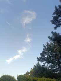 天空白云树
