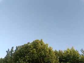 蓝天下的树木