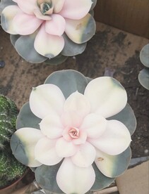 多肉植物高清大图  