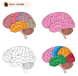 大脑分区矢量插画