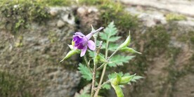 野外还亮草
