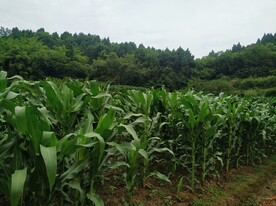 玉米苗