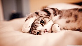 可爱猫咪