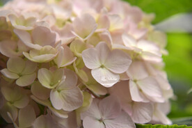 绣球花