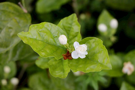 茉莉花