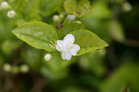 茉莉花