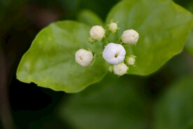 茉莉花