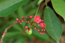 珊瑚花