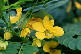 决明花