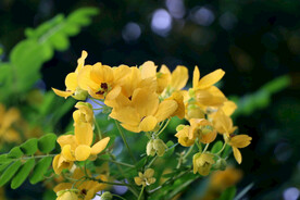 决明花