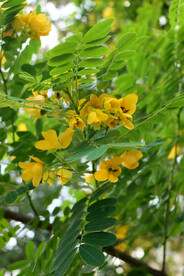 决明花