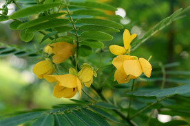 决明花