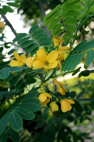 决明花