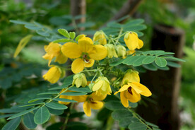 决明花