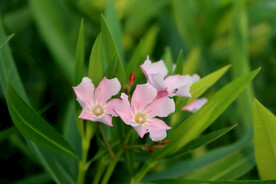 夹竹桃花