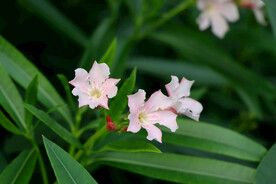 夹竹桃花